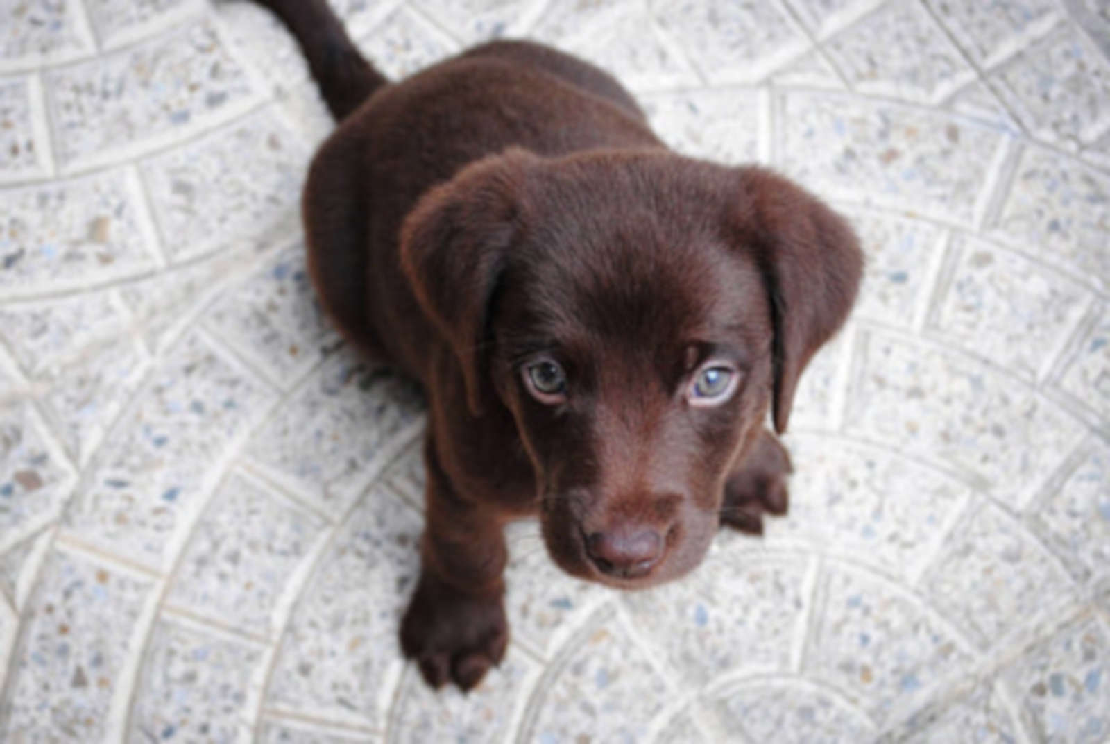 pet stain and odor removal in Southington