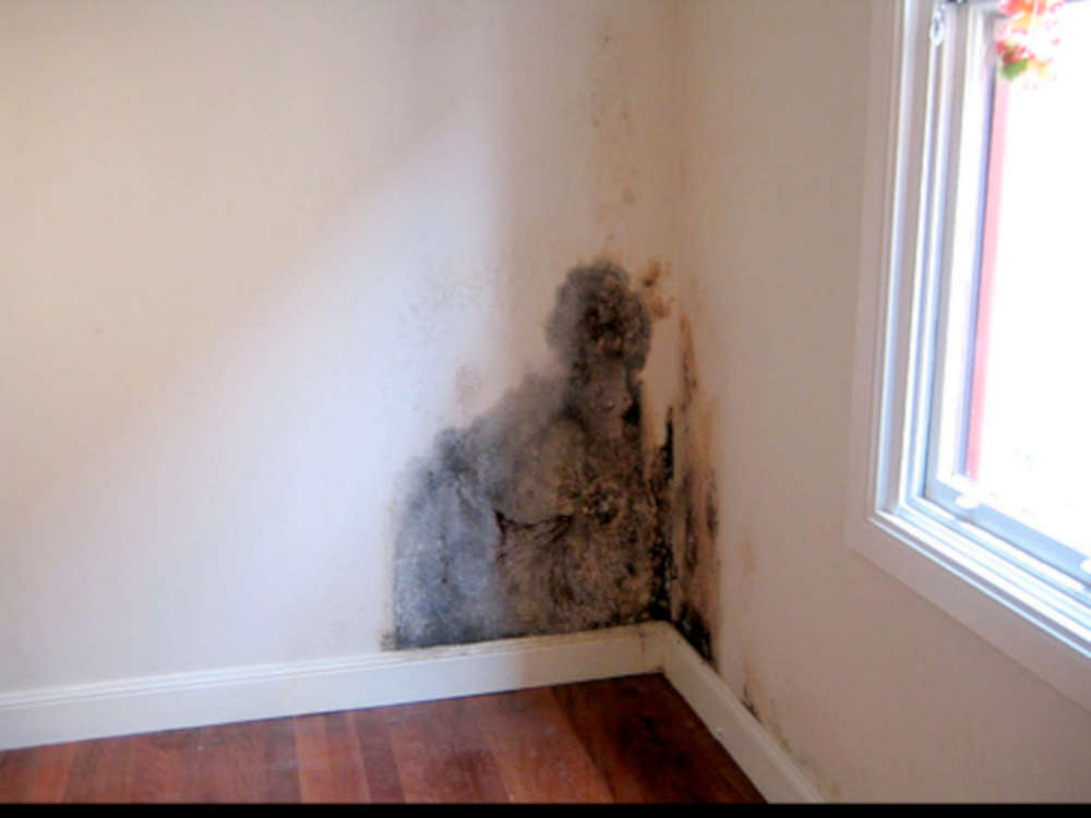 black mold growth